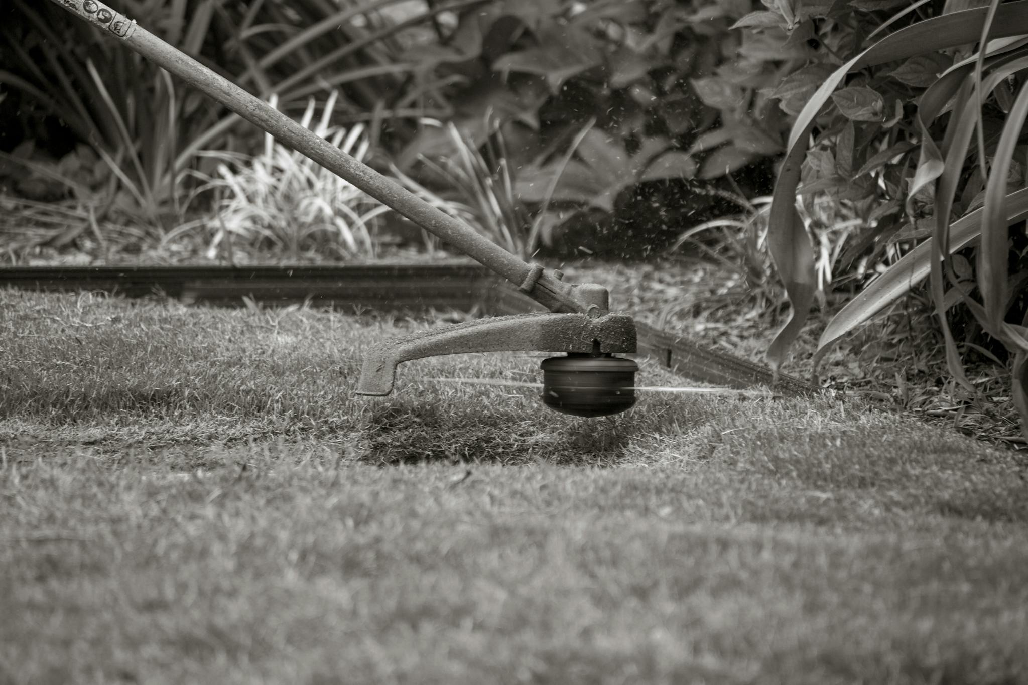 Close-up of a grass trimmer cutting the lawn with foliage background.