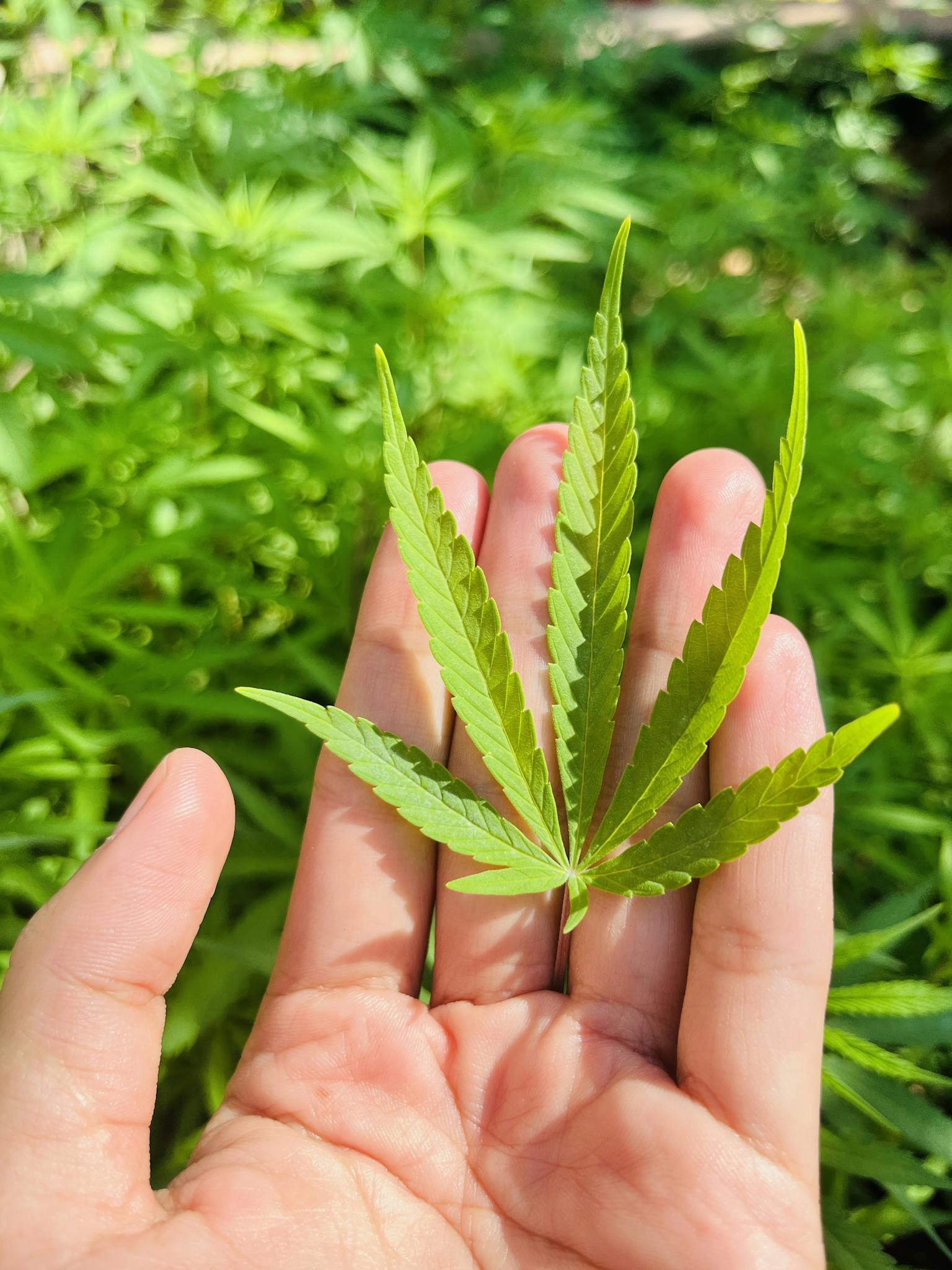 Close-up of a vibrant green cannabis leaf held in a hand, surrounded by lush foliage in sunlight.