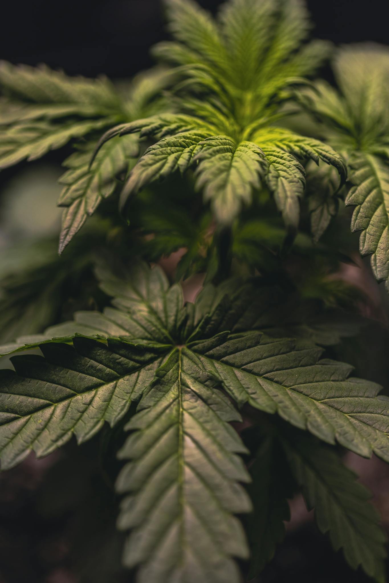 Detailed close-up of a cannabis plant showcasing green foliage with natural depth of field.