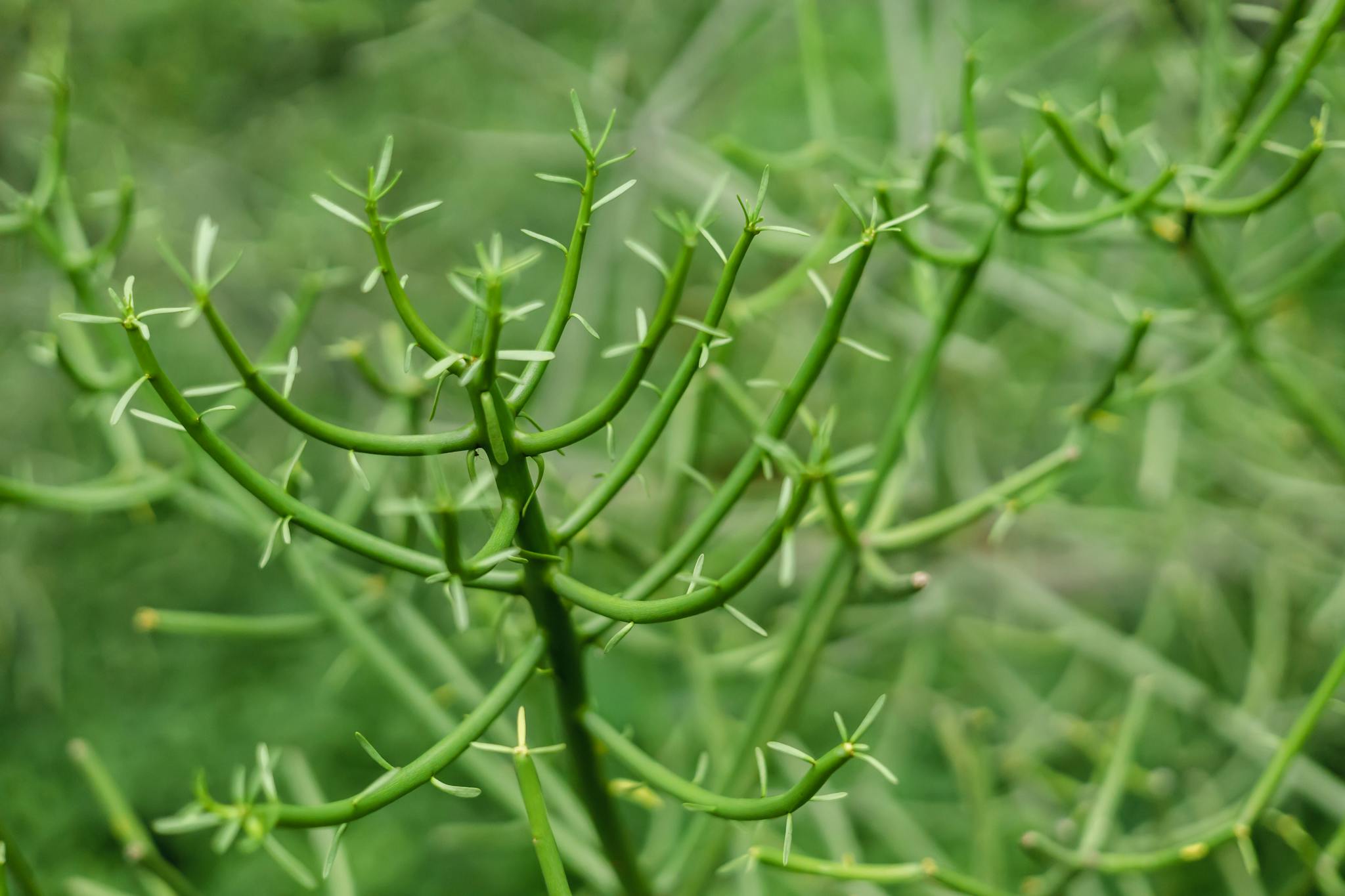 Detailed image of an Indian Tree Spurge (Euphorbia tirucalli) showcasing green branches.