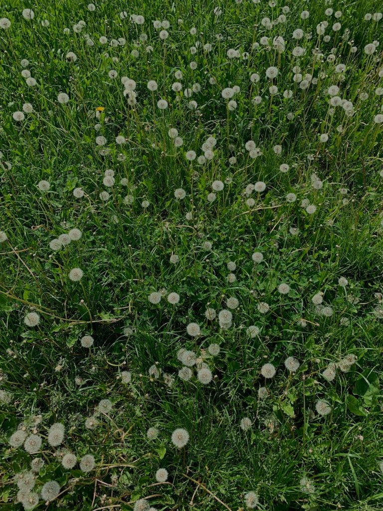 A vibrant field full of dandelions with white fluffy heads and lush green grass.