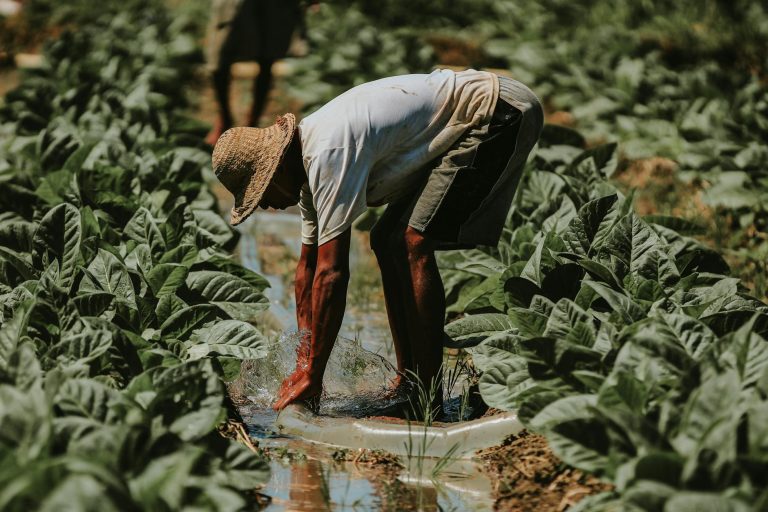 Farmer tending to a tobacco field in East Java, showcasing traditional agriculture methods.