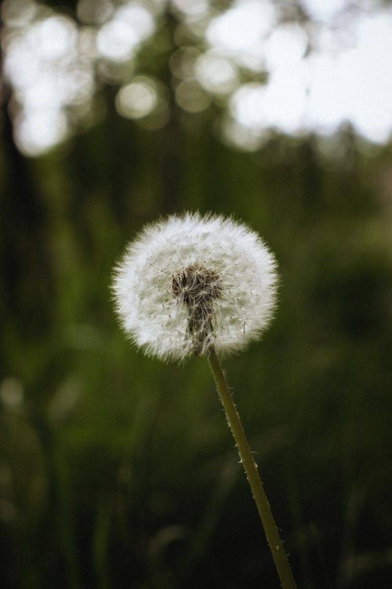 A detailed close-up of a dandelion seed head with a blurred green background, perfect for nature themes.