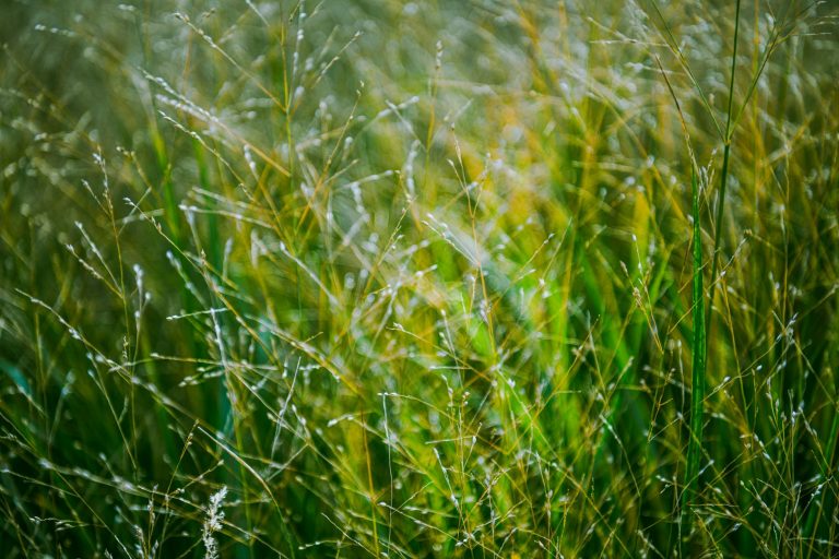 A beautiful close-up of dewy grass in a lush green field, capturing morning freshness.