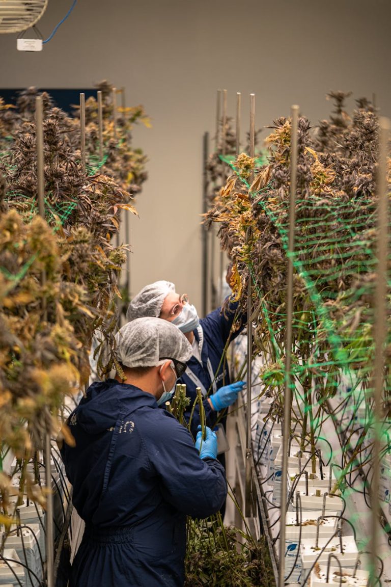 Two workers tend to cannabis plants in an indoor hydroponic farm, wearing protective gear.