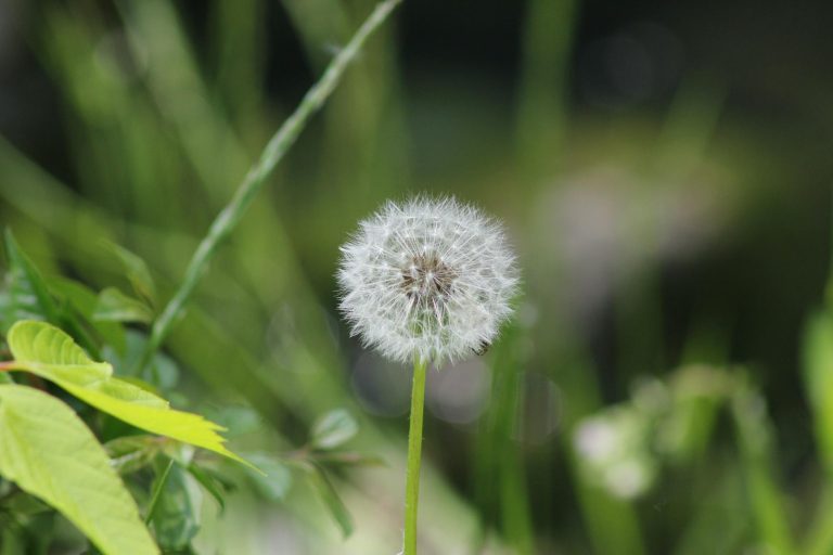 A detailed macro shot of a dandelion, capturing its intricate details in a natural setting.