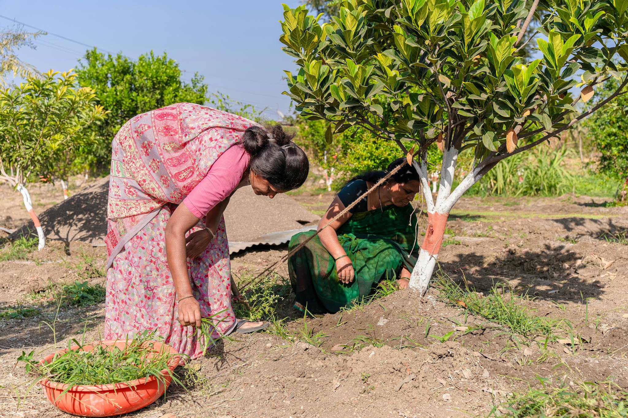 Two women tending to an orchard in Nagpur, India, illustrating traditional farming methods.