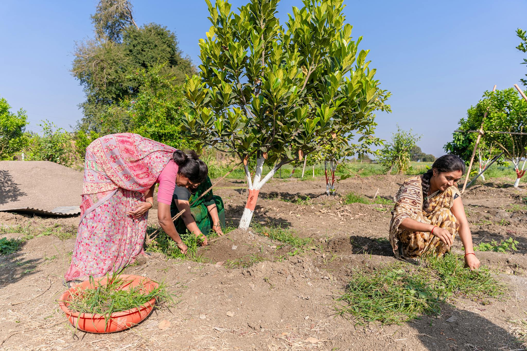 Two women working on a farm, cultivating crops in Nagpur, India under blue skies.